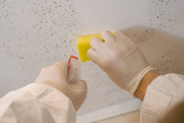 Best Residential Mold Inspection & Testing  in Kilauea, HI