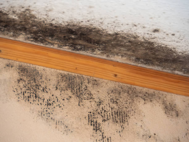 Best Post-Construction Mold Inspection  in Kilauea, HI