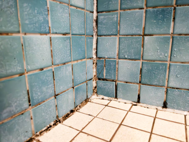 Best Mold Damage Restoration  in Kilauea, HI