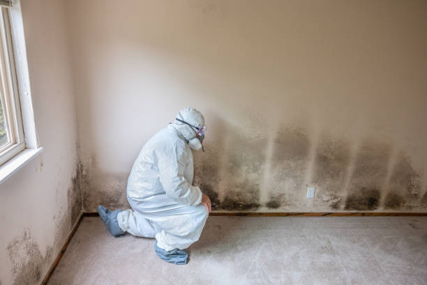 Best Air Quality Testing for Mold Spores  in Kilauea, HI