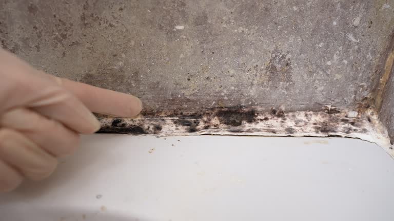 Best Real Estate Mold Inspection  in Kilauea, HI