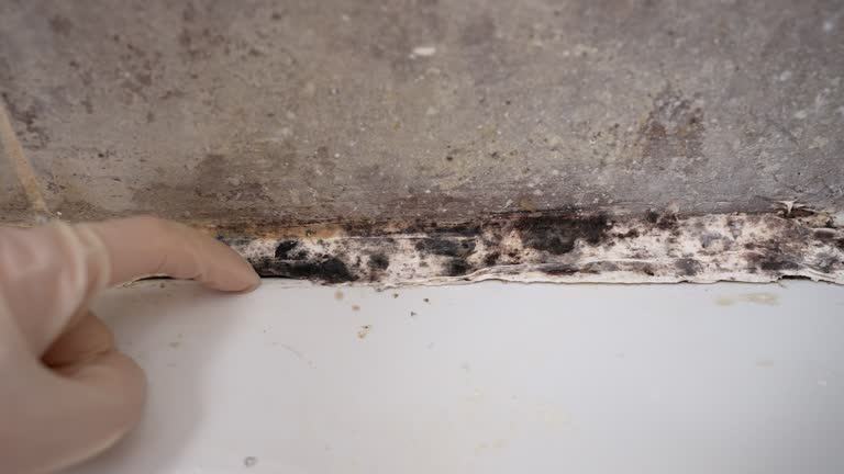 Best Biohazard Mold Removal  in Kilauea, HI
