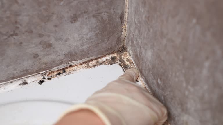 Best Basement Mold Removal  in Kilauea, HI
